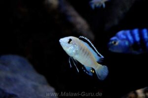 Labidochromis caeruleus 'Nkhata Bay'